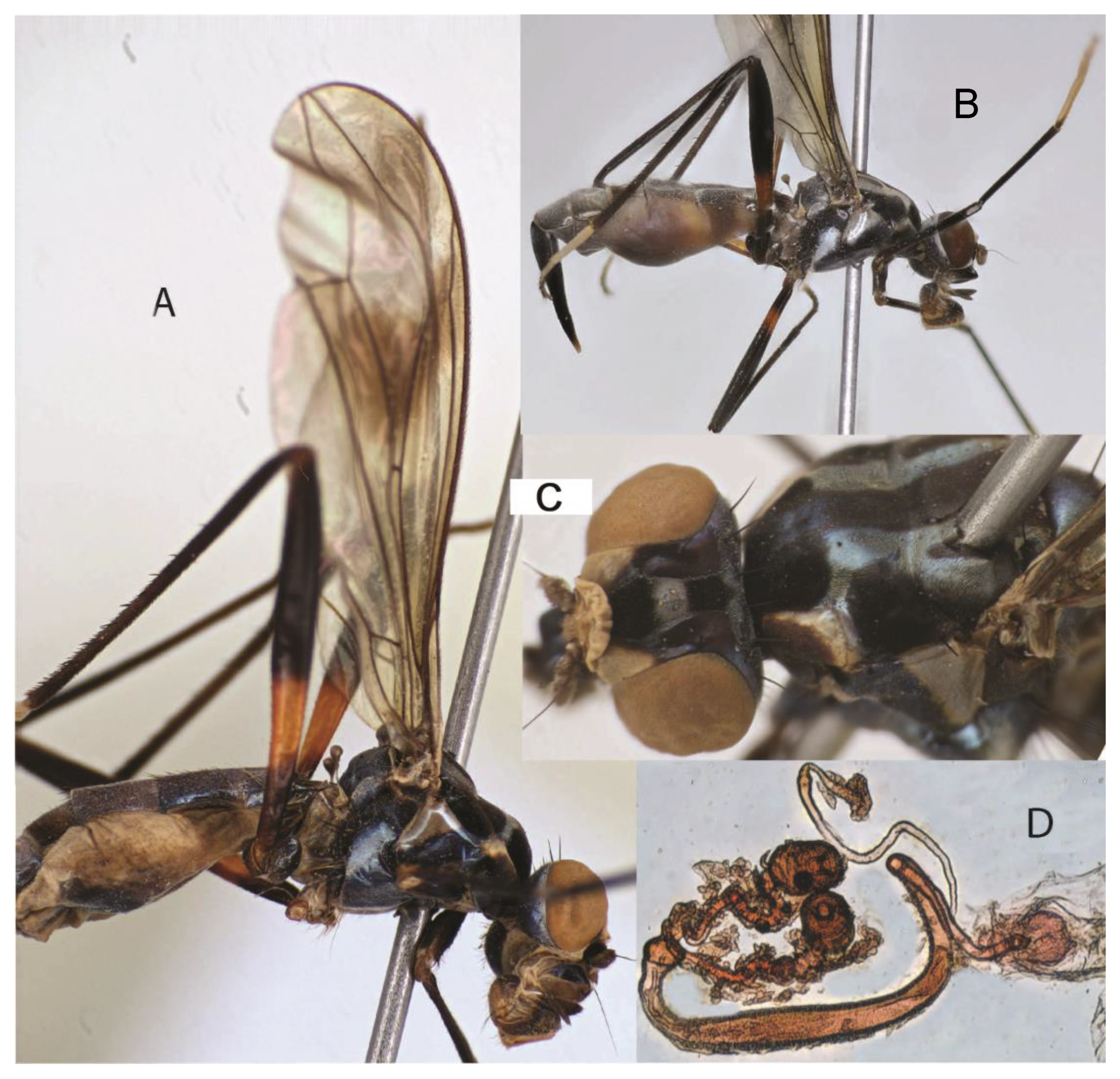 Taxonomy 05 00019 g036