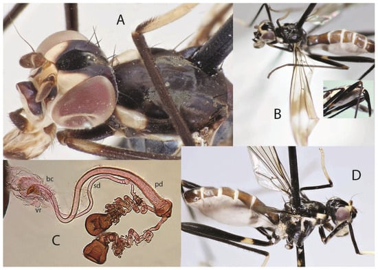 Taxonomy 05 00019 g037