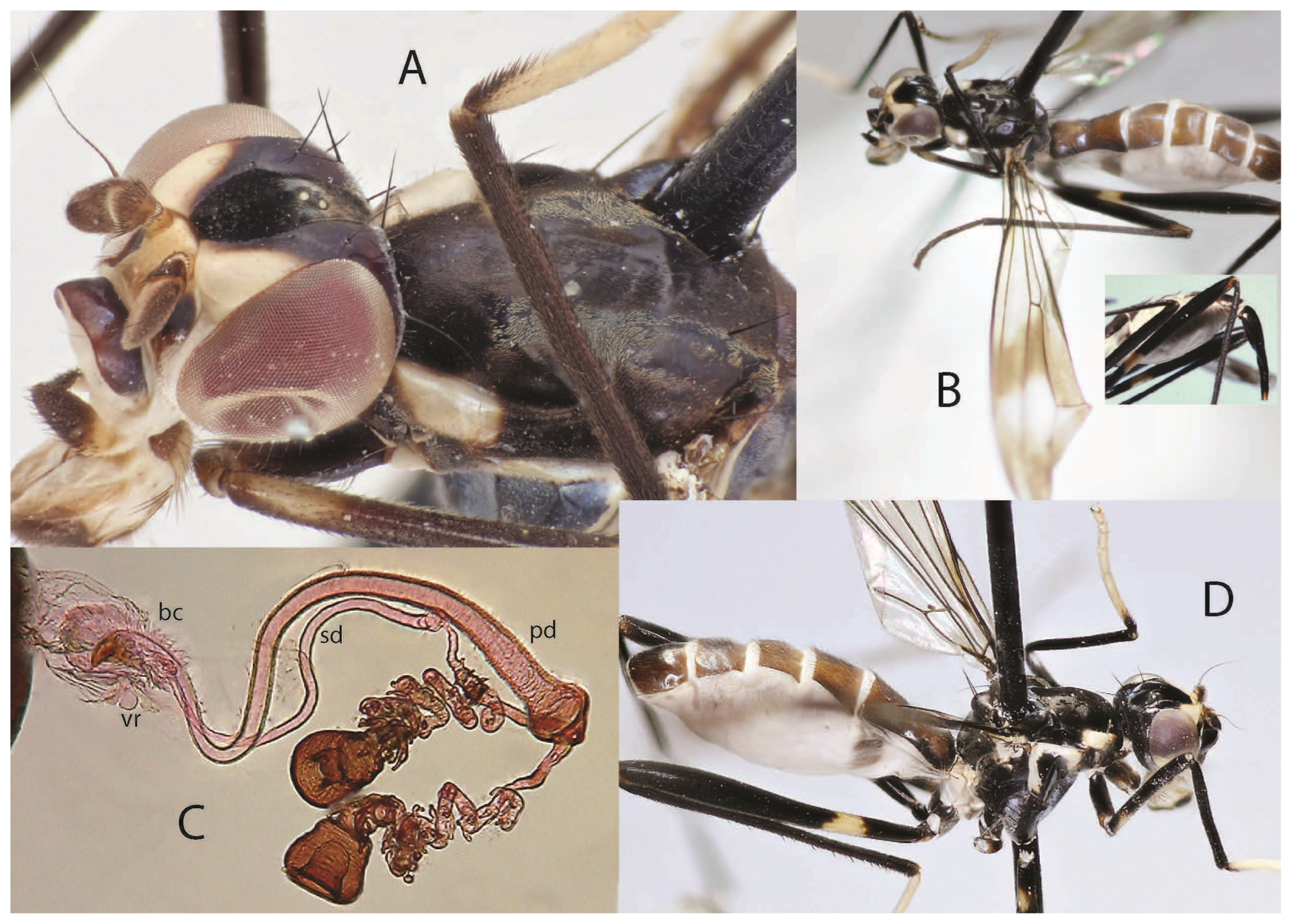 Taxonomy 05 00019 g037
