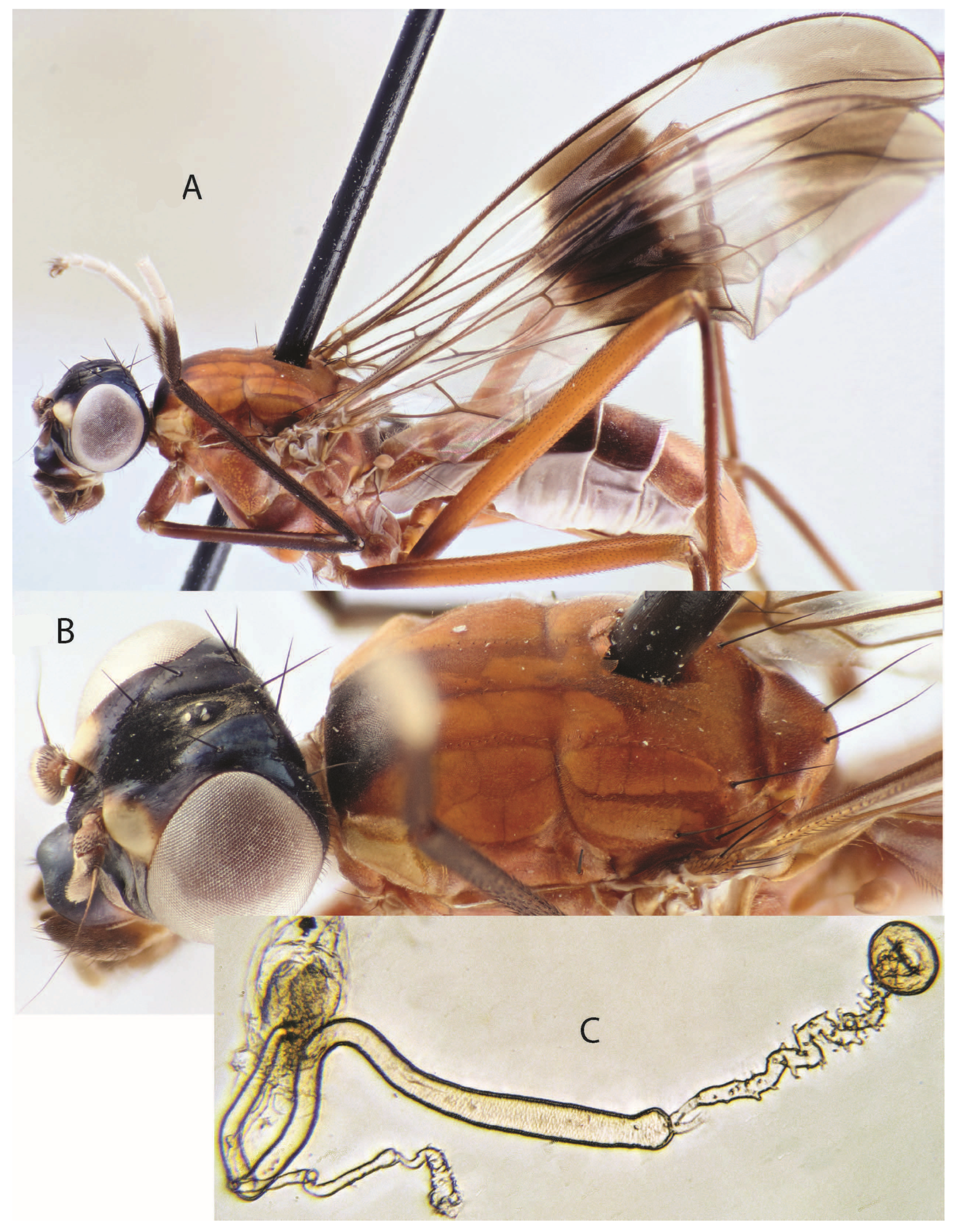 Taxonomy 05 00019 g038