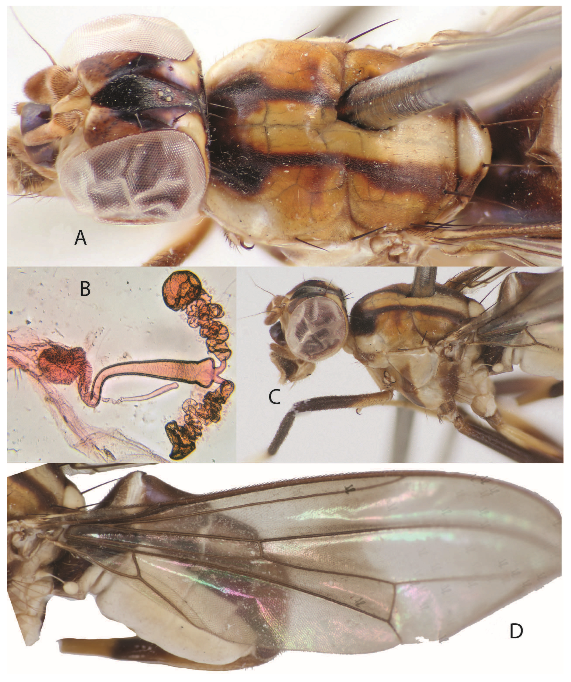 Taxonomy 05 00019 g040