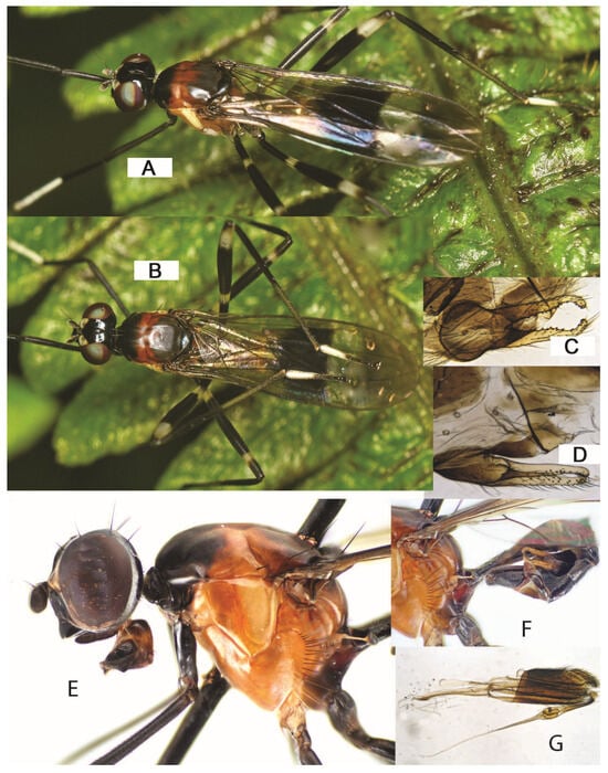 Taxonomy 05 00019 g041