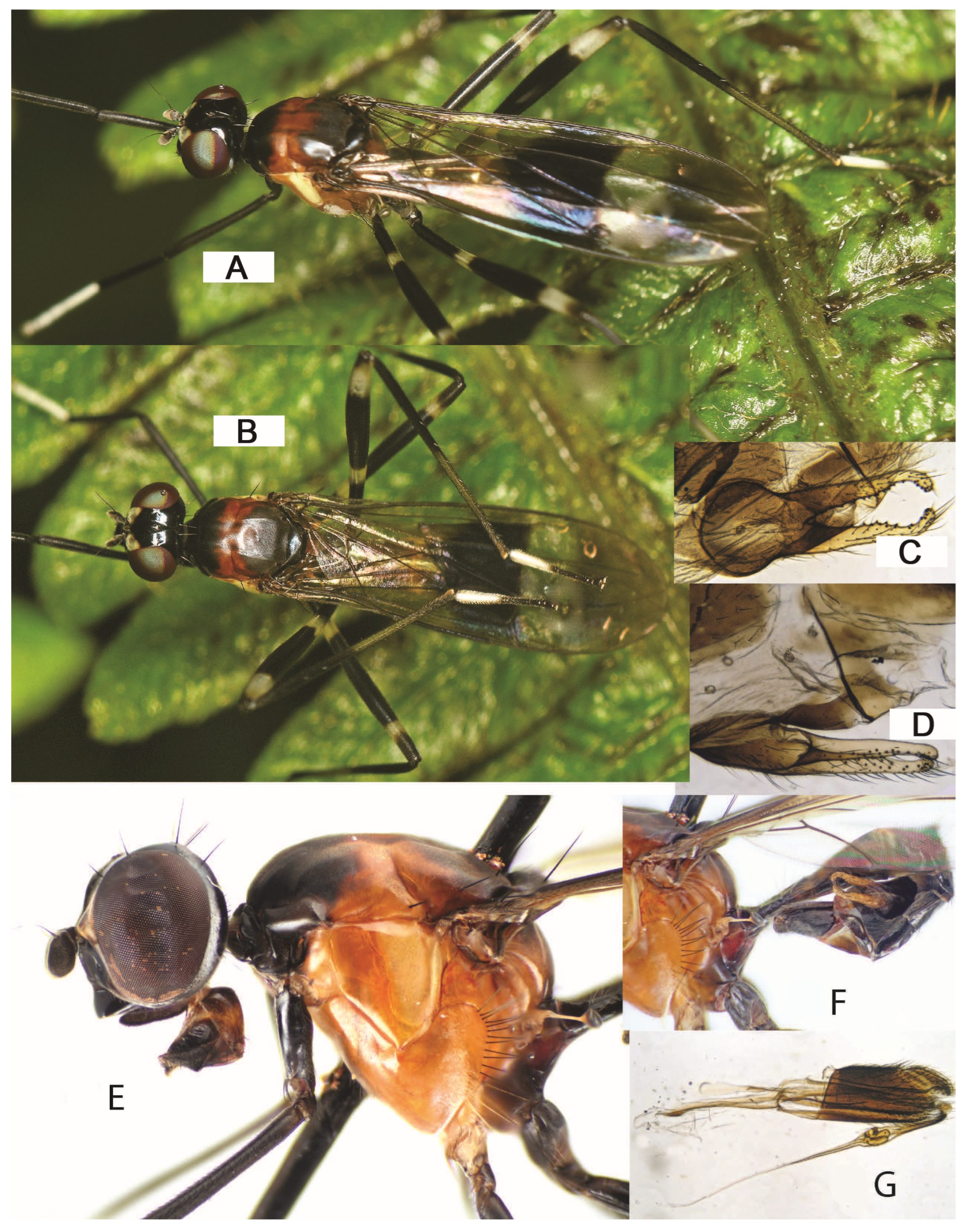 Taxonomy 05 00019 g041