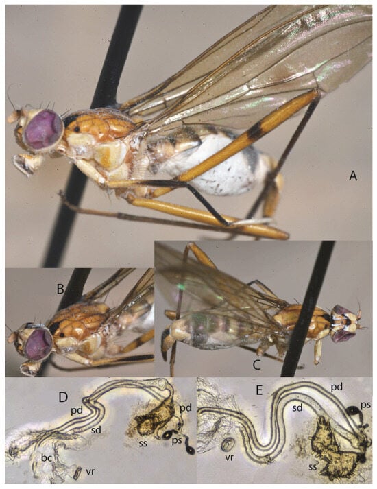Taxonomy 05 00019 g042