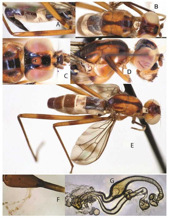 Taxonomy 05 00019 g043