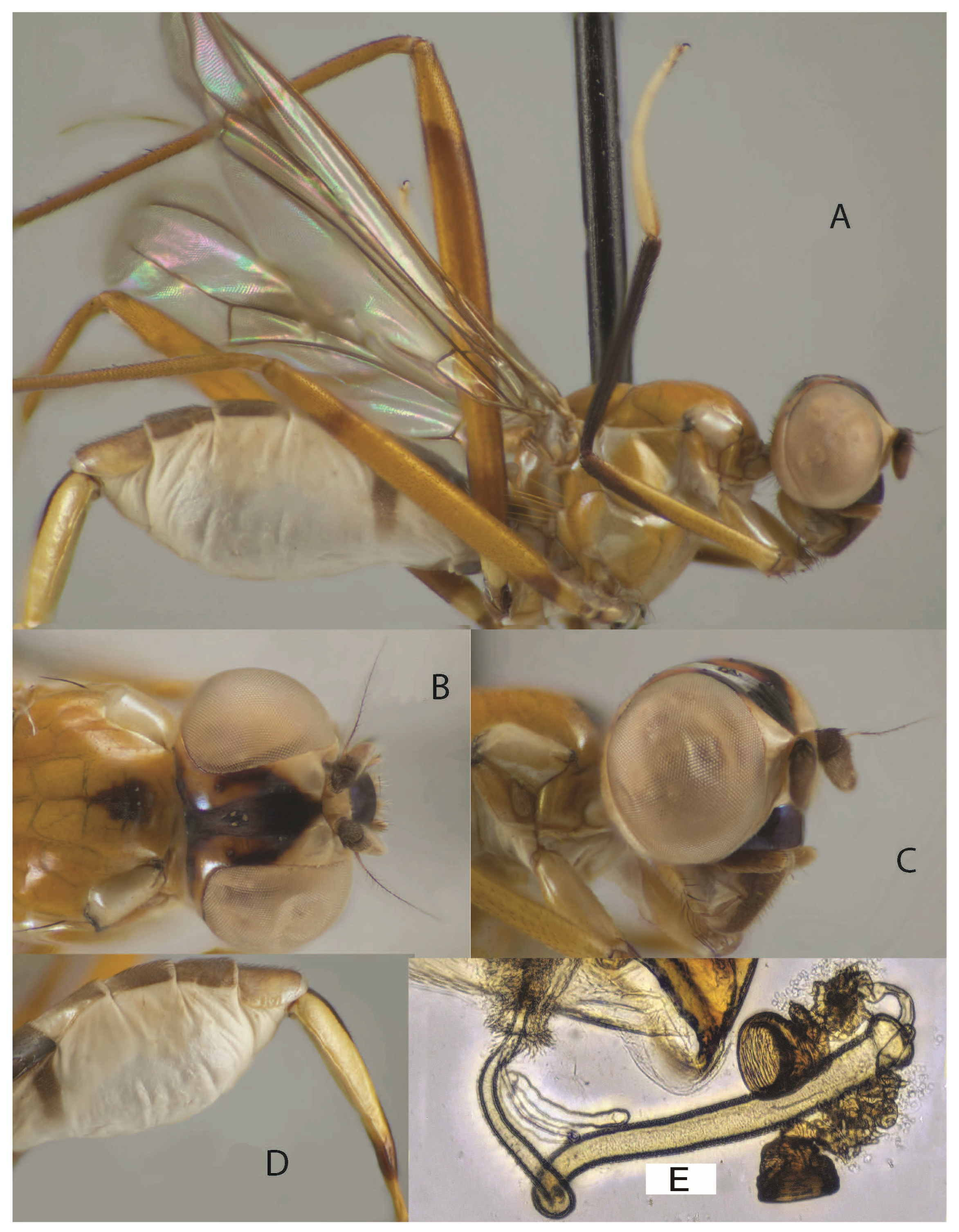 Taxonomy 05 00019 g044