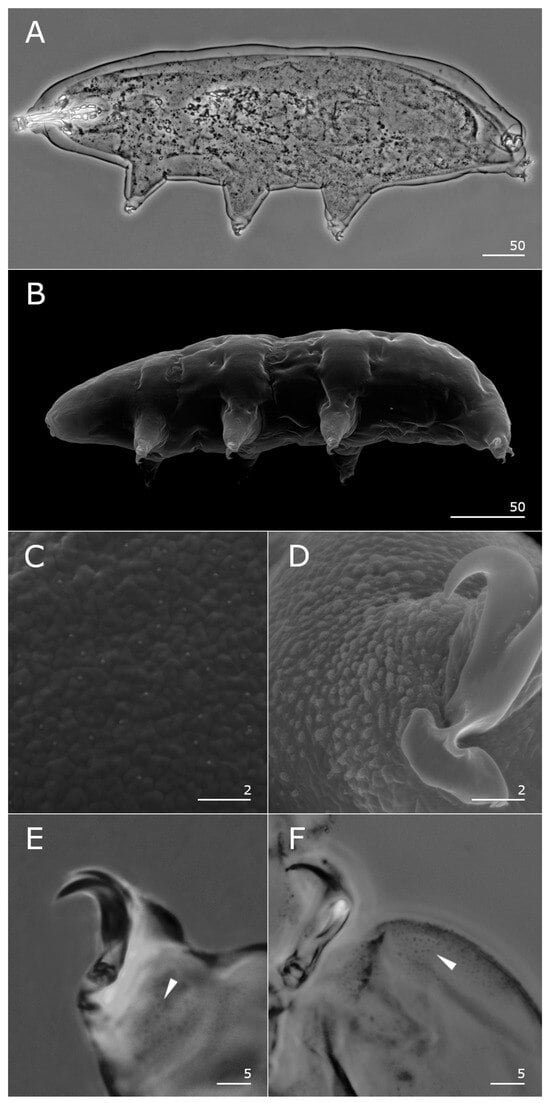 Taxonomy 05 00020 g001
