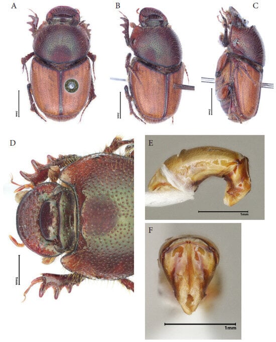 Taxonomy 05 00021 g001