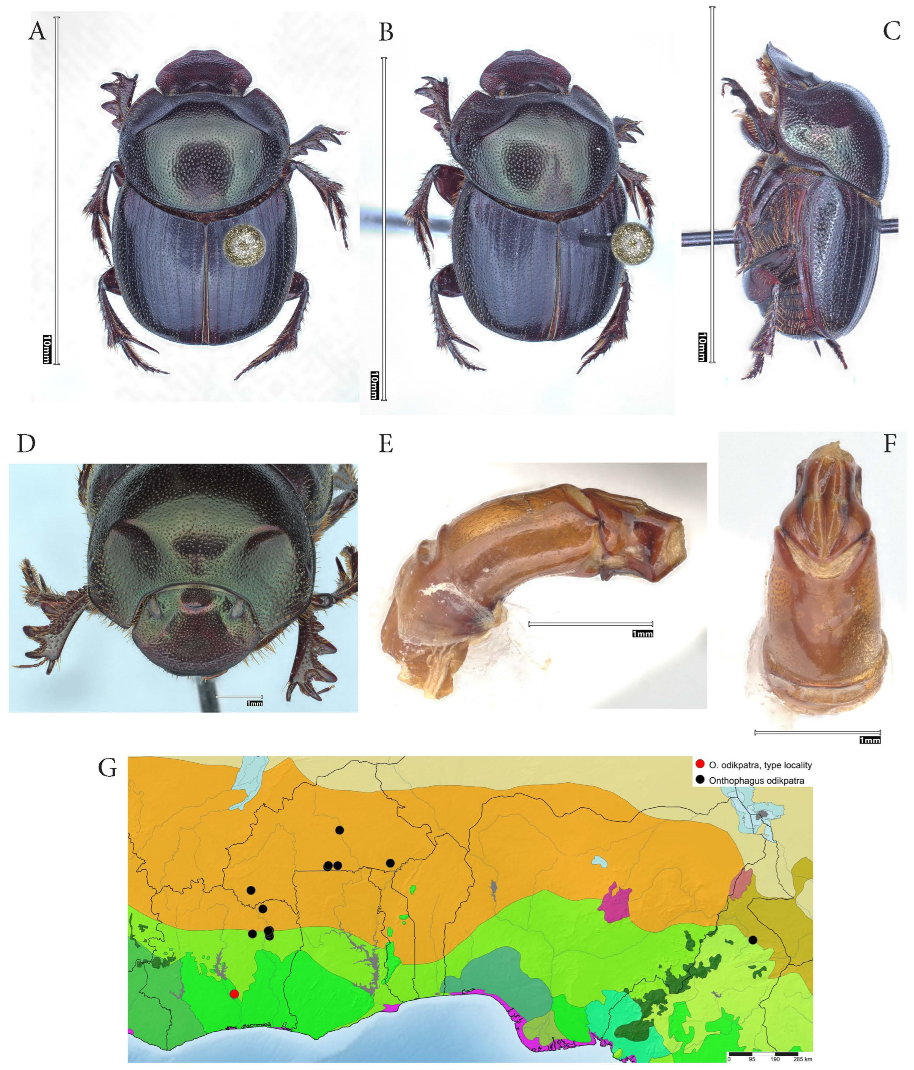 Taxonomy 05 00021 g005