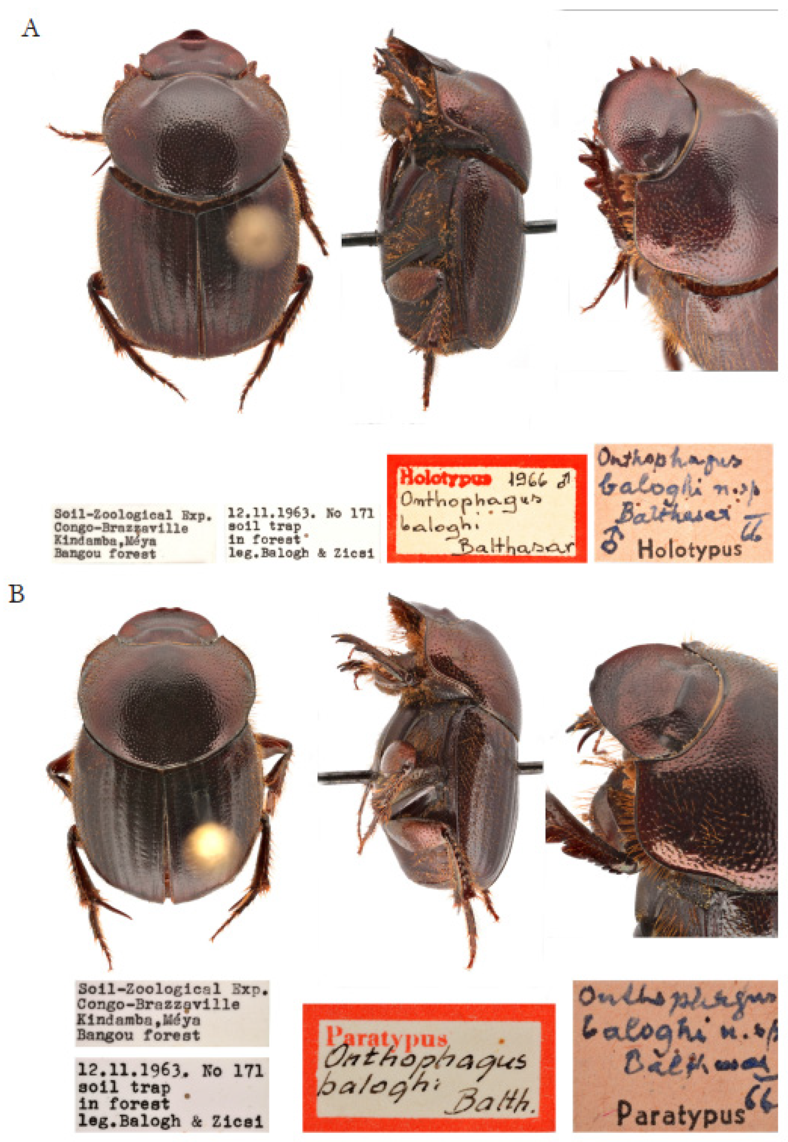 Taxonomy 05 00021 g007