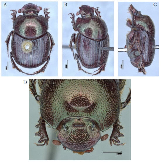 Taxonomy 05 00021 g008