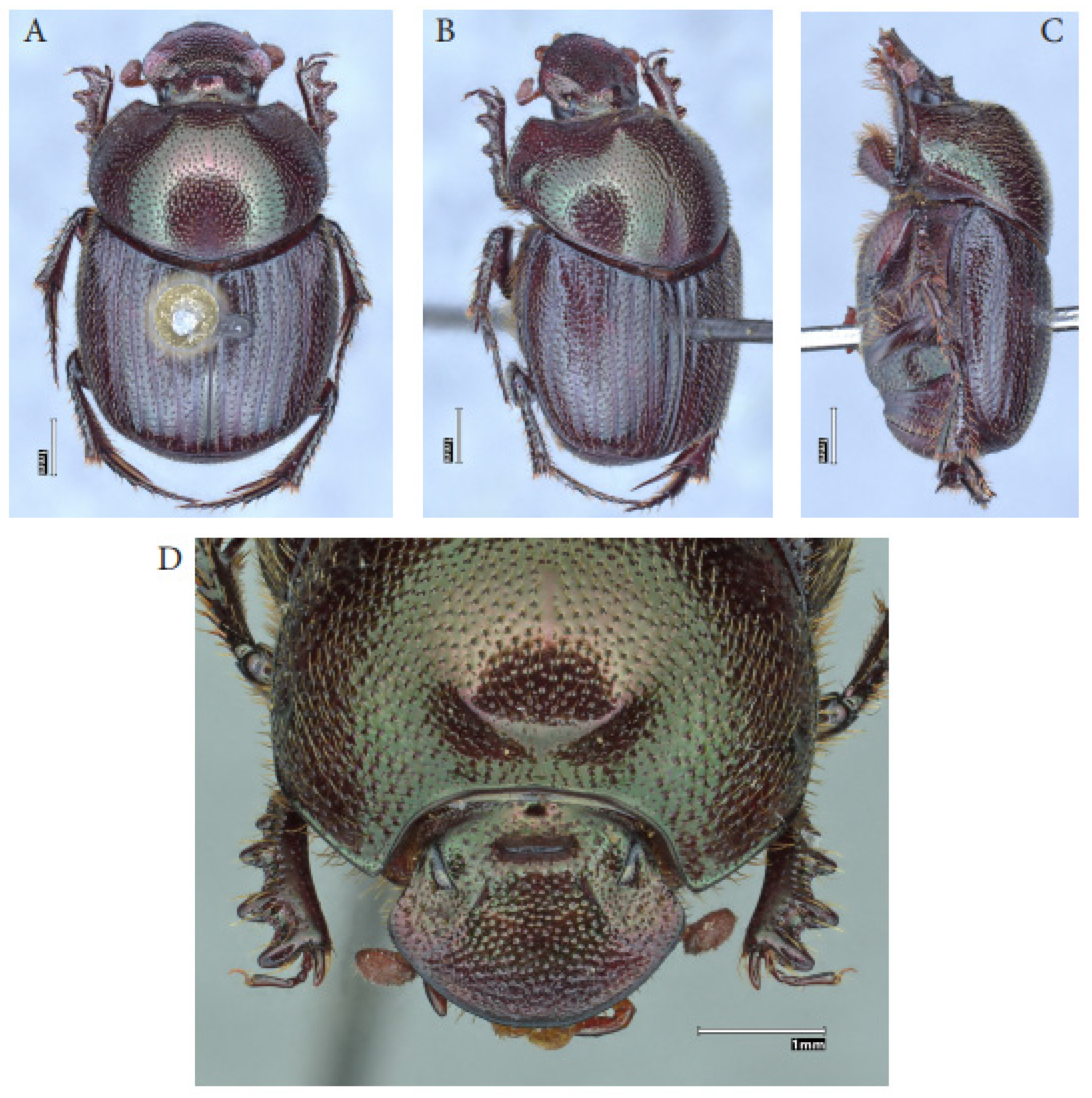 Taxonomy 05 00021 g008