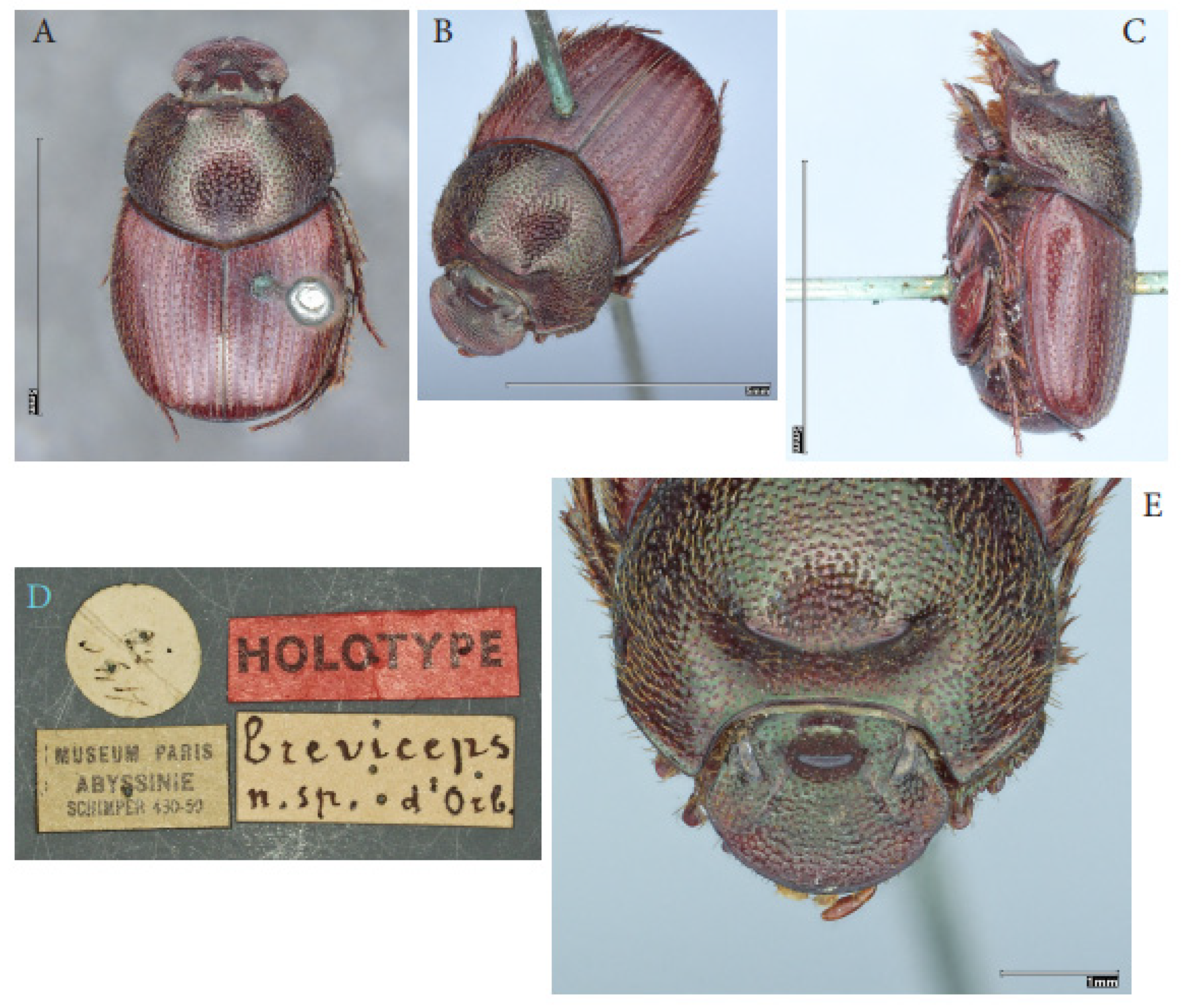 Taxonomy 05 00021 g013