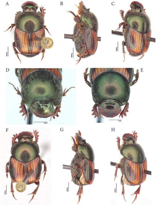 Taxonomy 05 00021 g014