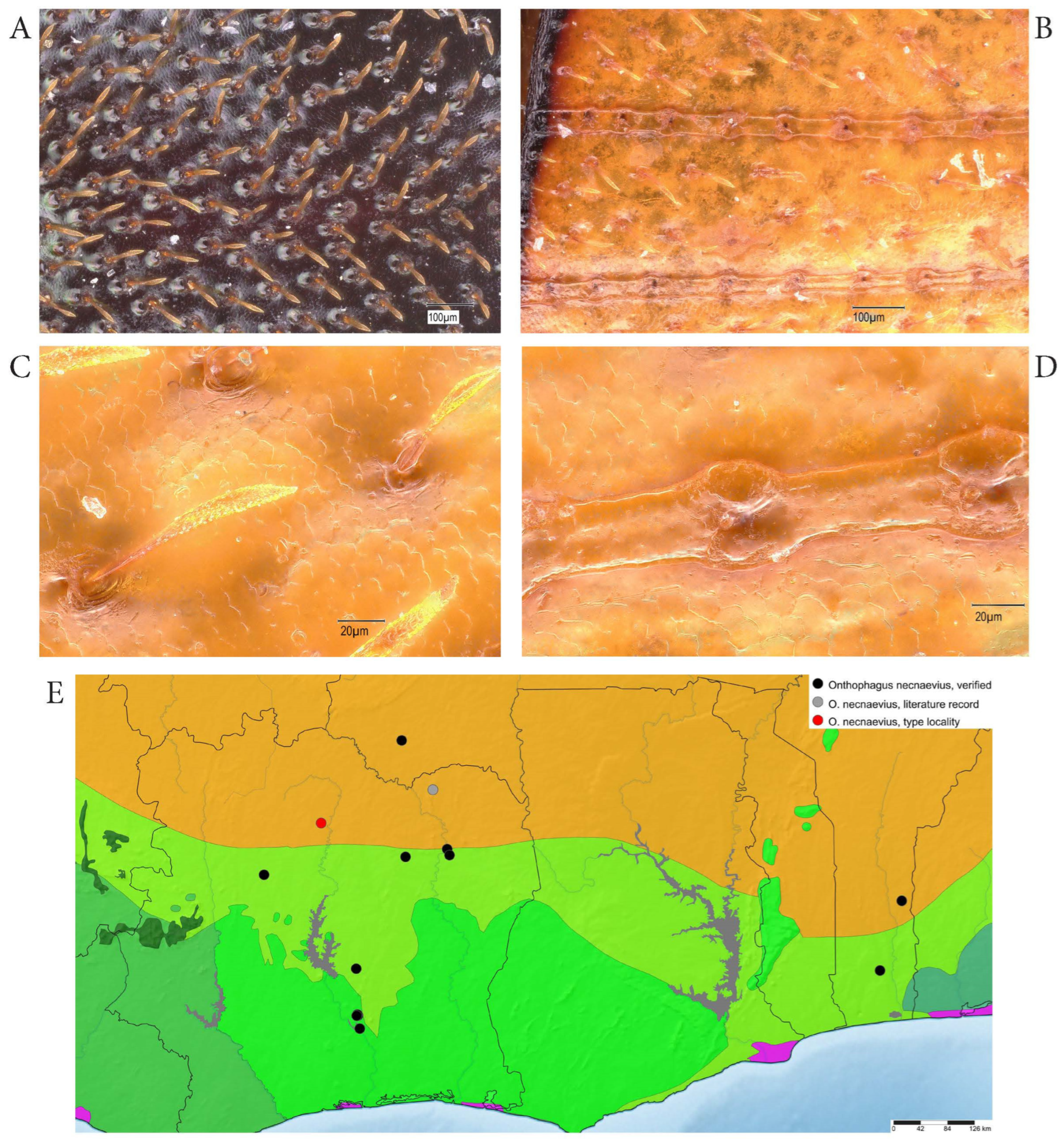 Taxonomy 05 00021 g016