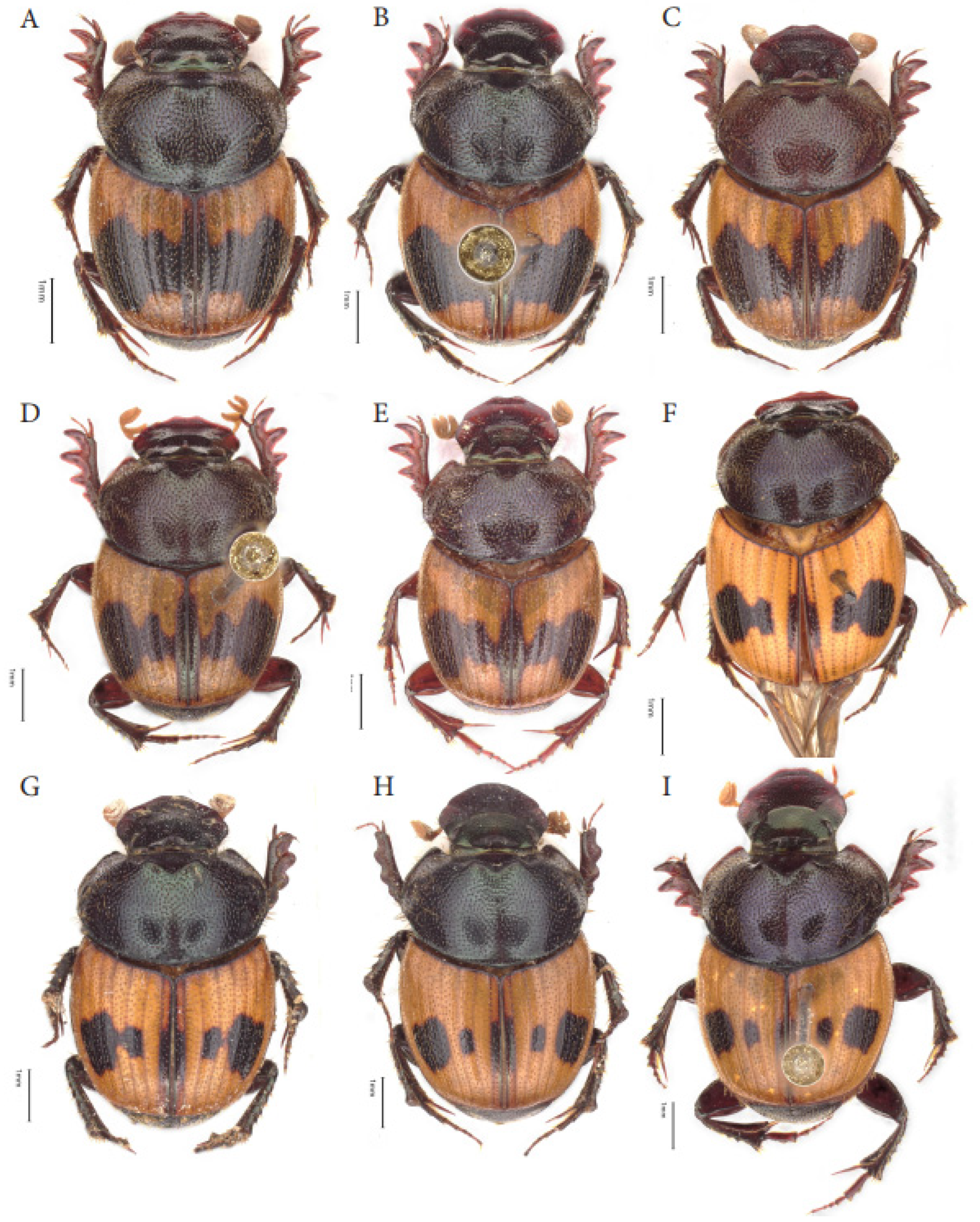 Taxonomy 05 00021 g018