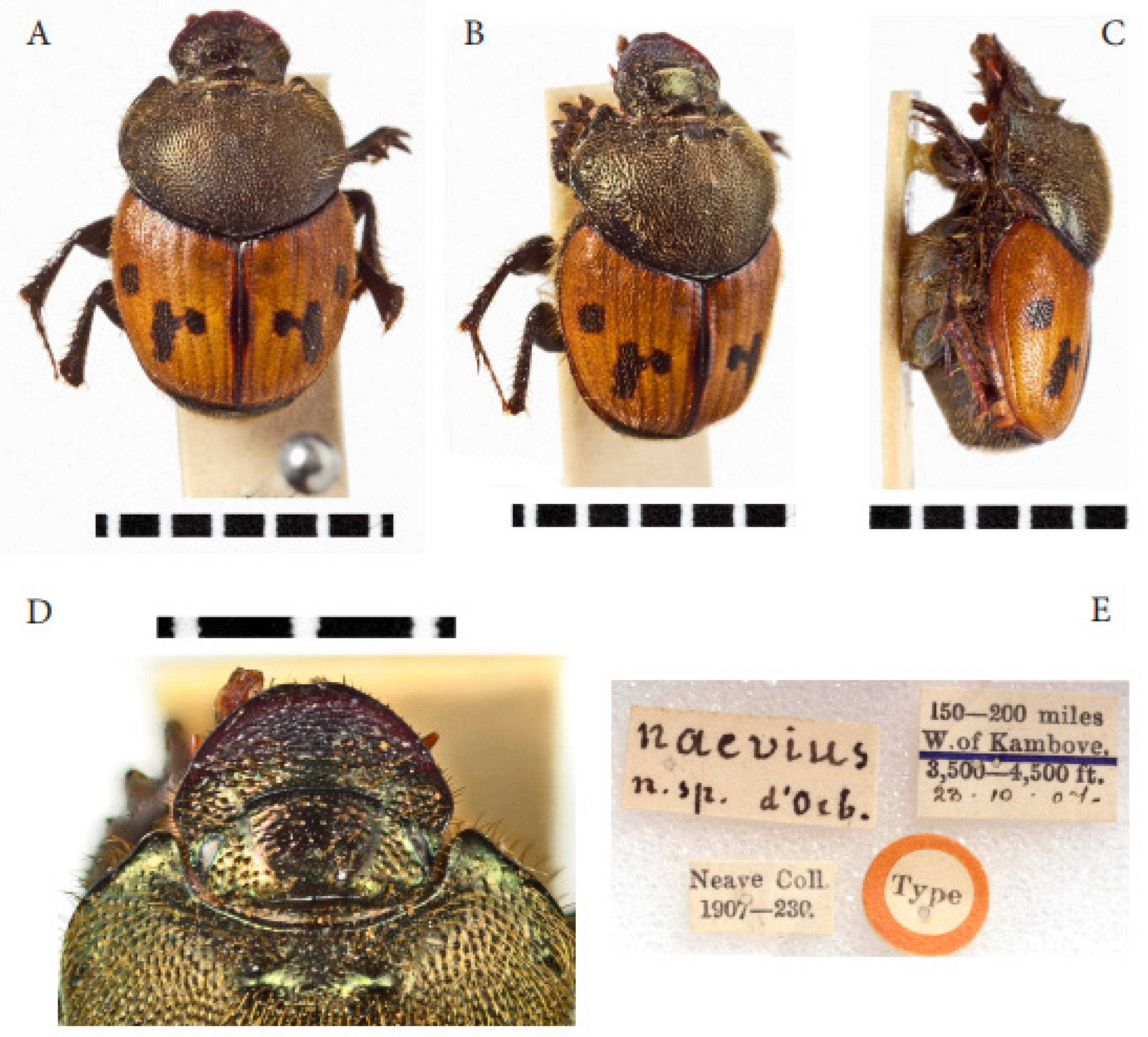 Taxonomy 05 00021 g019