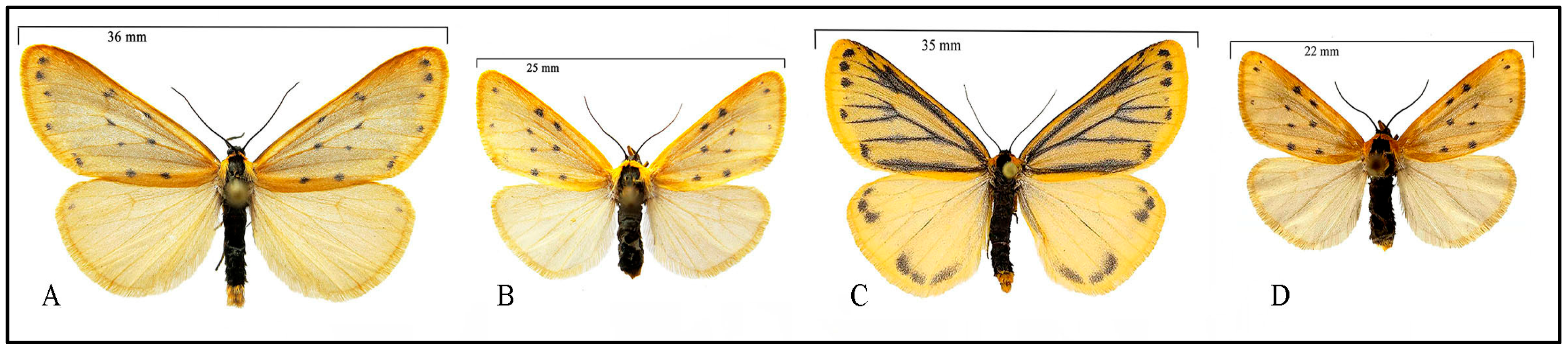 Taxonomy 05 00023 g001