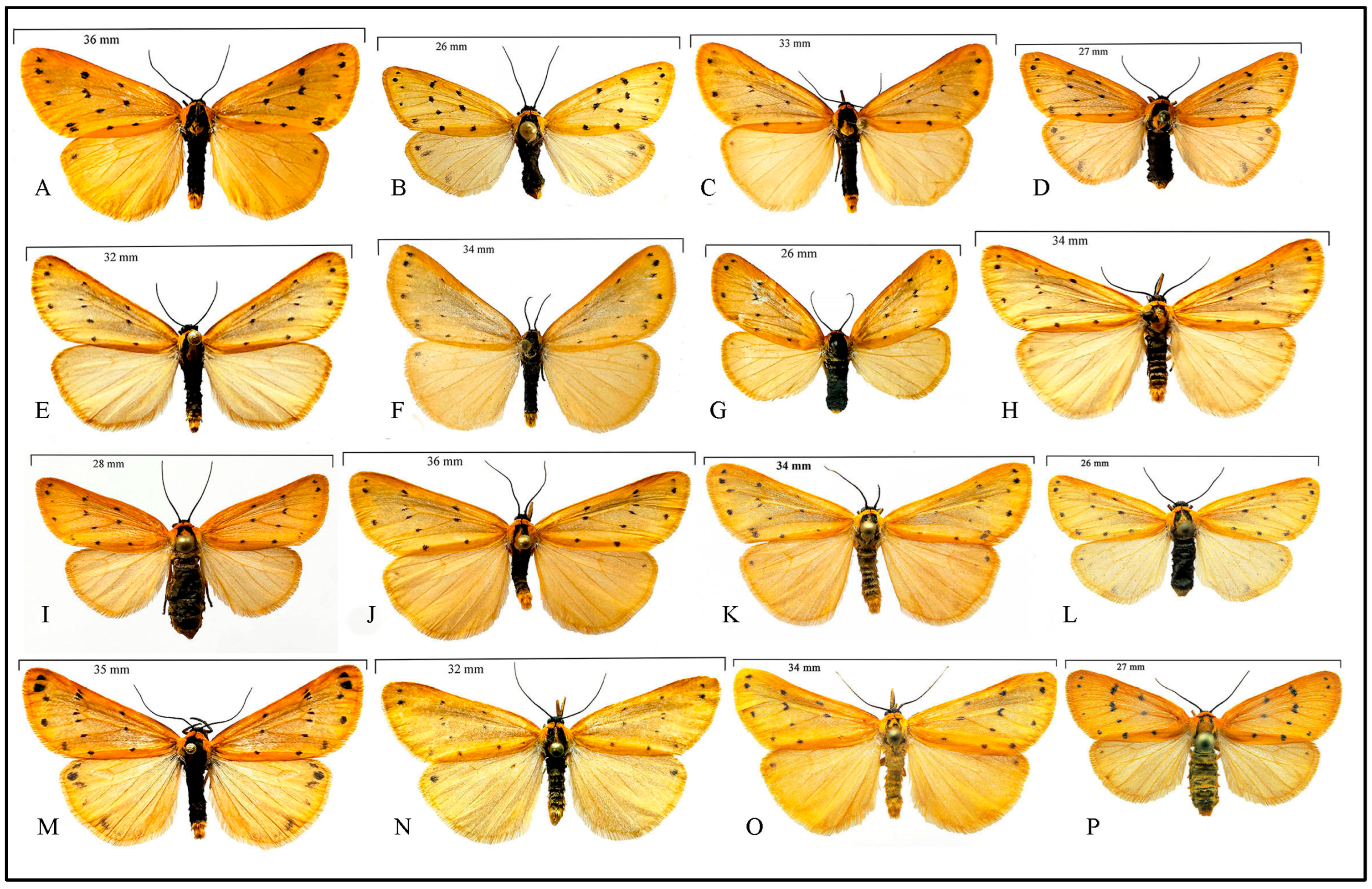 Taxonomy 05 00023 g003