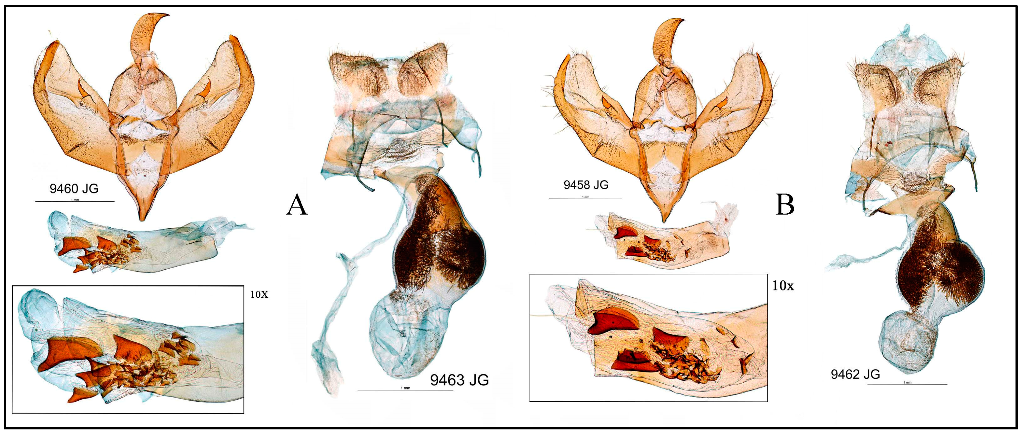 Taxonomy 05 00023 g004