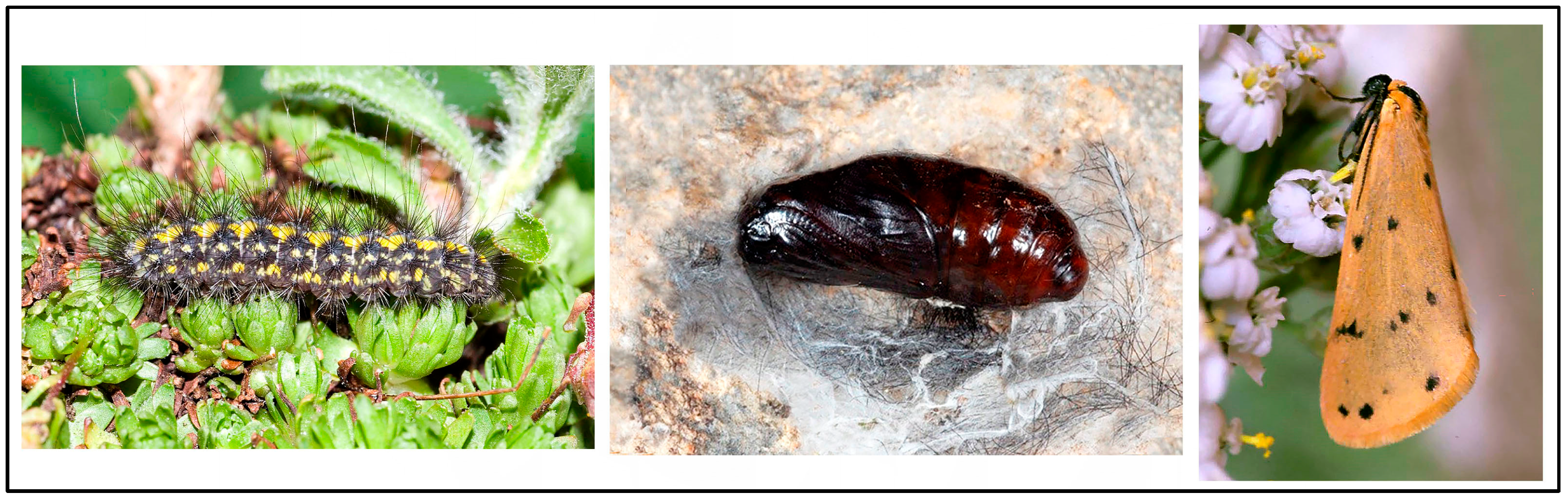 Taxonomy 05 00023 g006