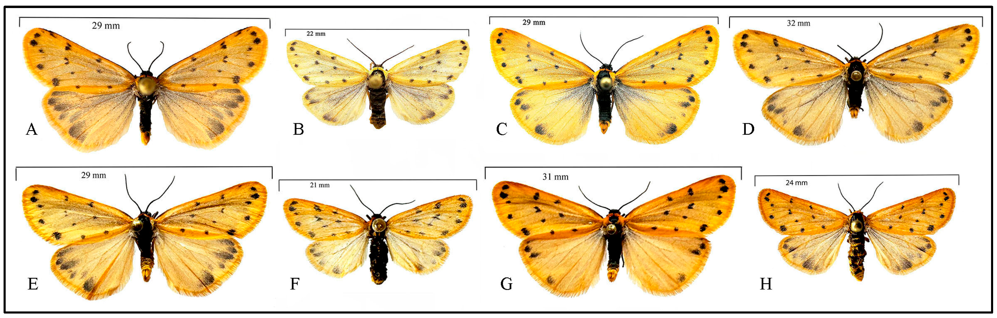Taxonomy 05 00023 g008
