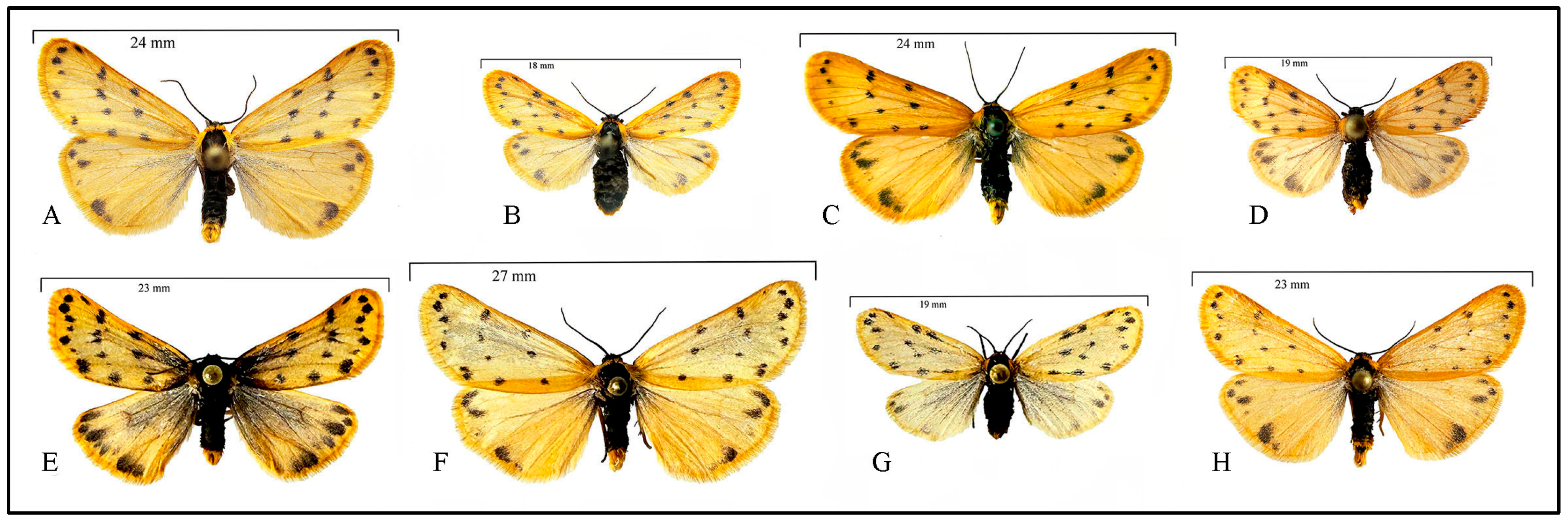 Taxonomy 05 00023 g009