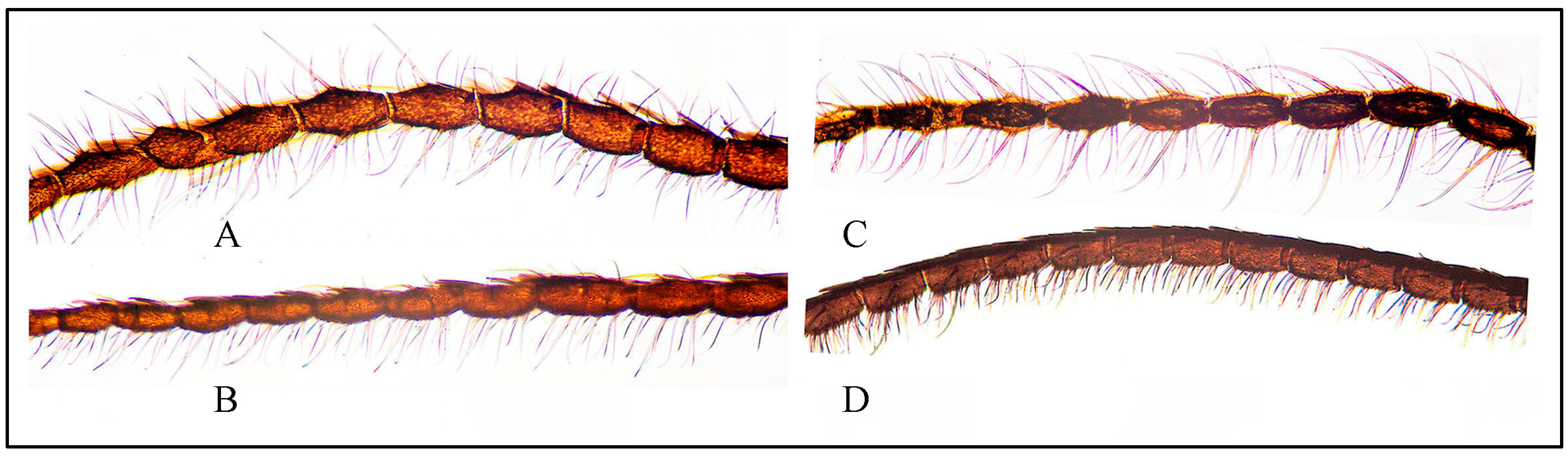 Taxonomy 05 00023 g010