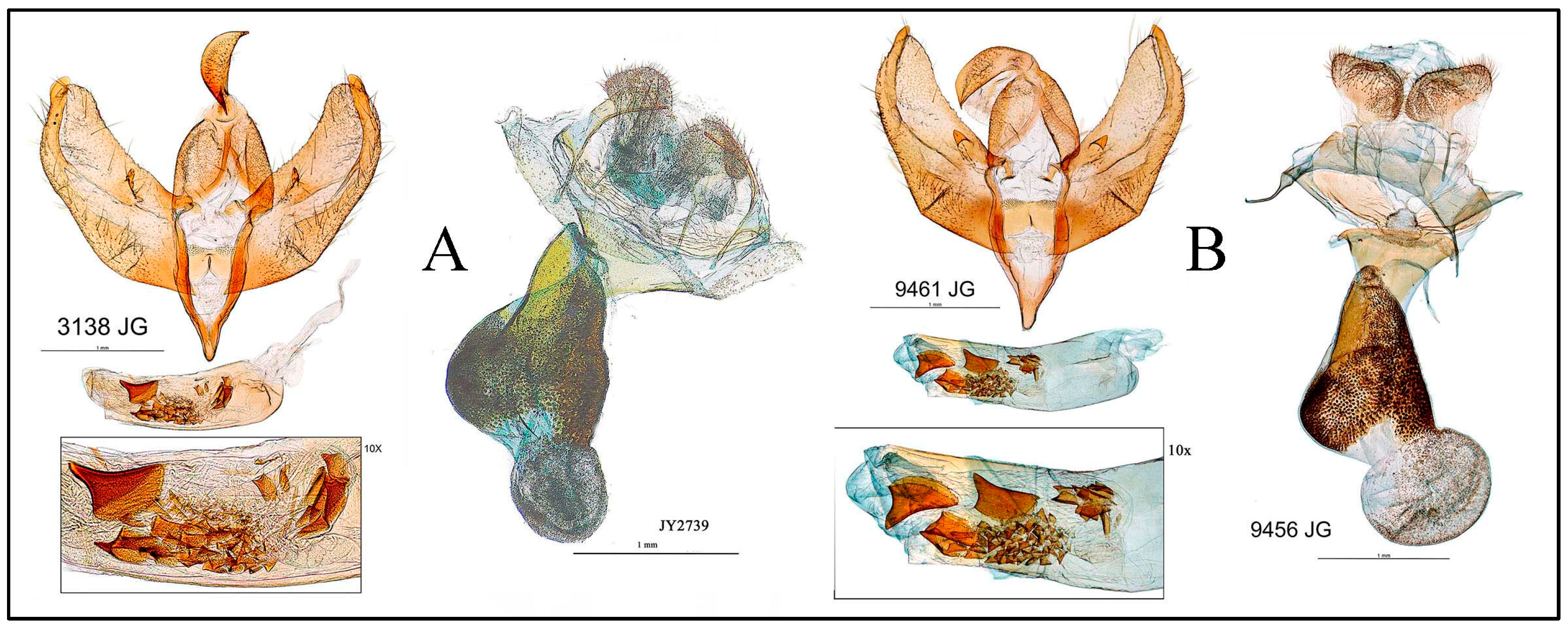 Taxonomy 05 00023 g011
