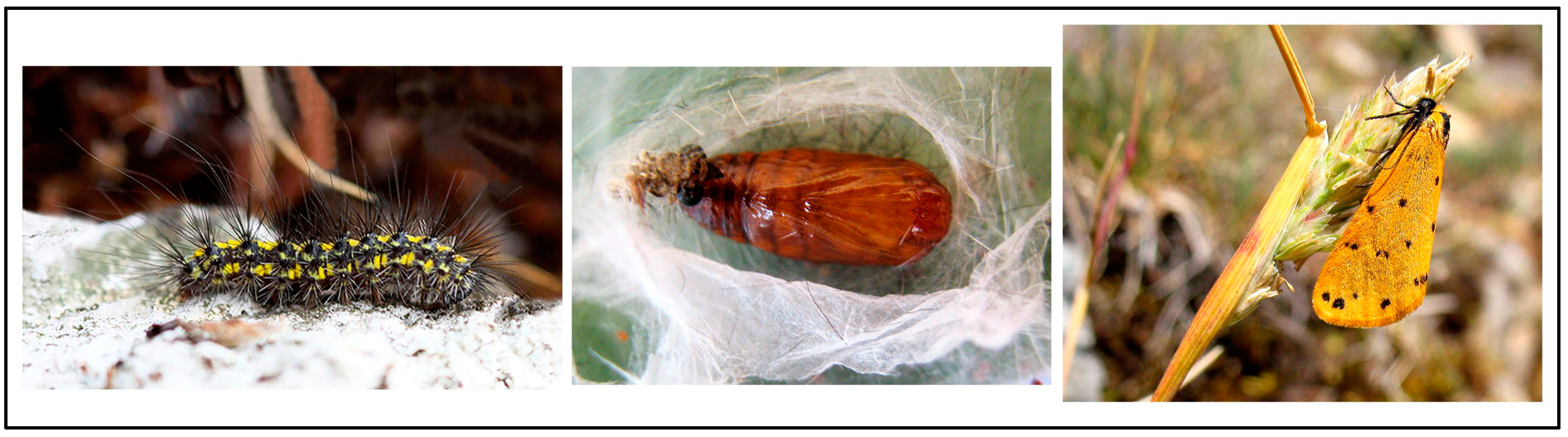 Taxonomy 05 00023 g012