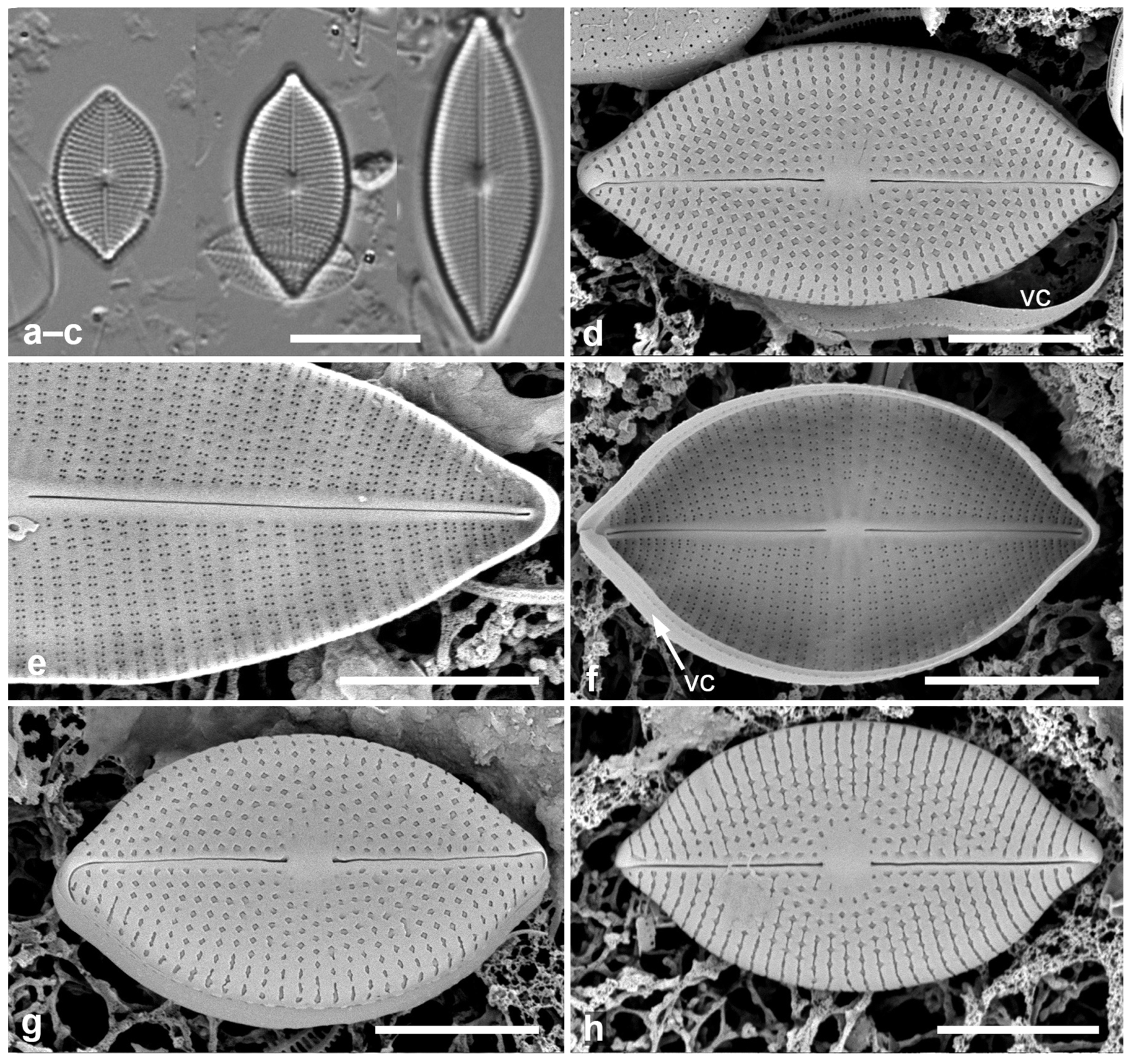 Taxonomy 05 00024 g001