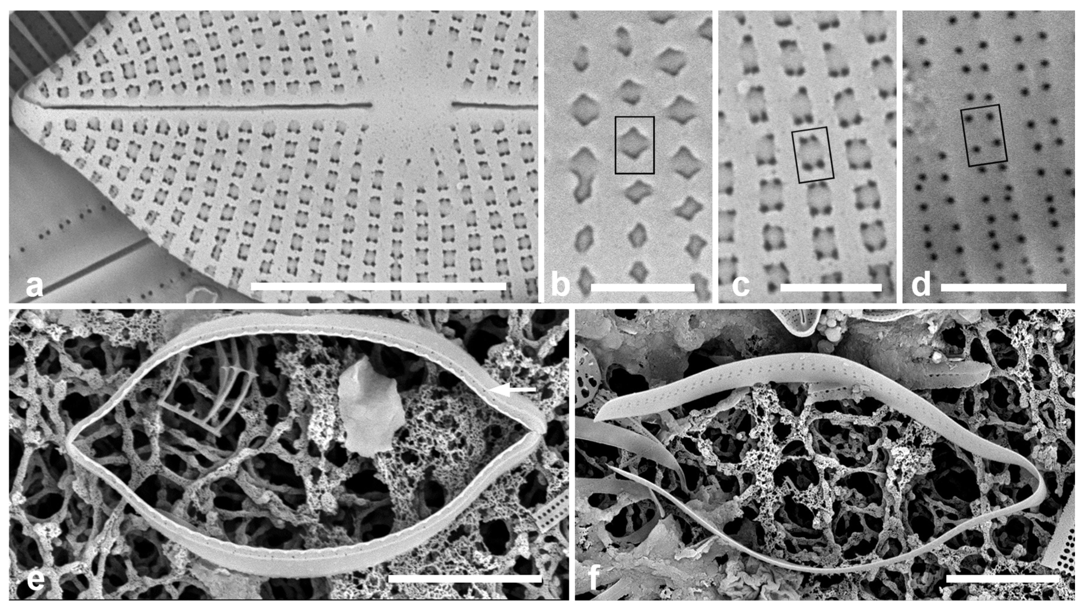 Taxonomy 05 00024 g002