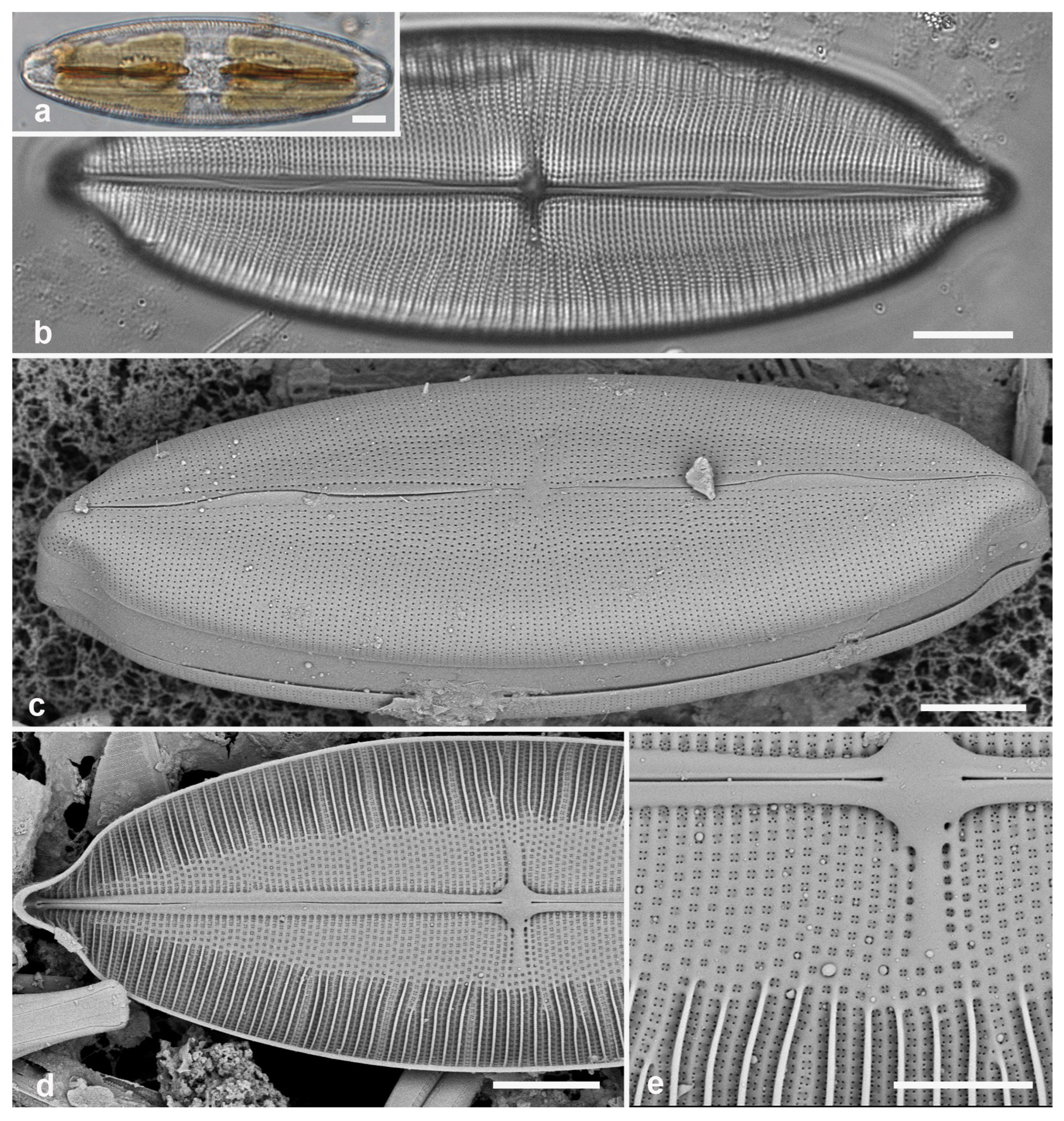 Taxonomy 05 00024 g003
