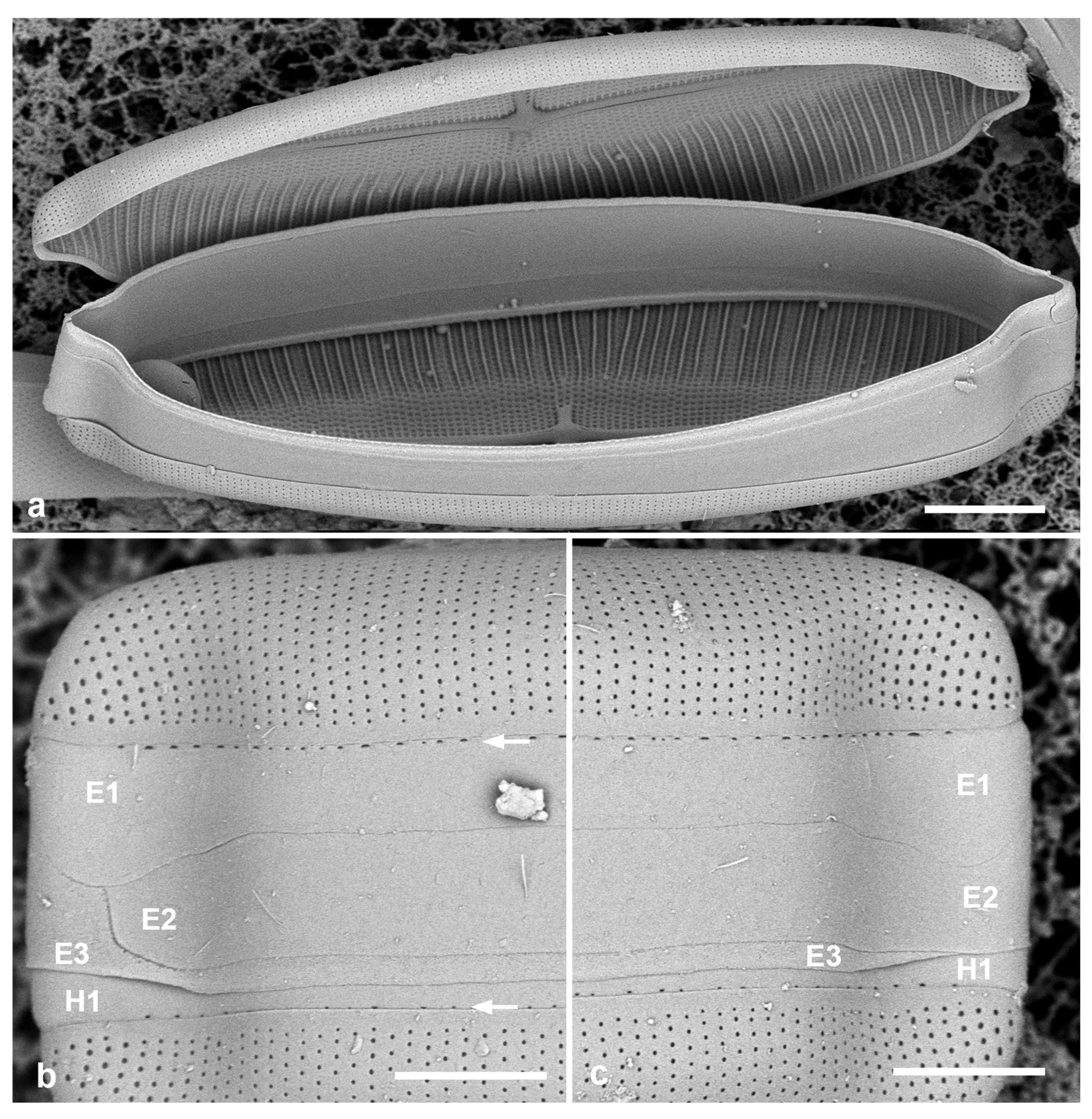 Taxonomy 05 00024 g004