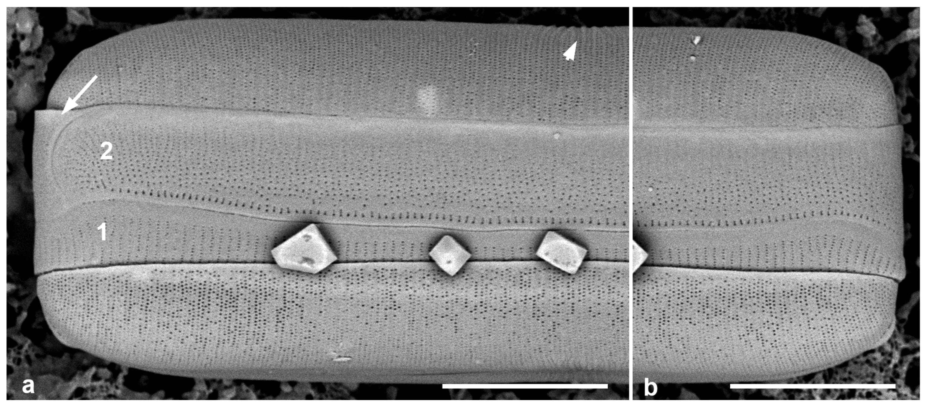 Taxonomy 05 00024 g005