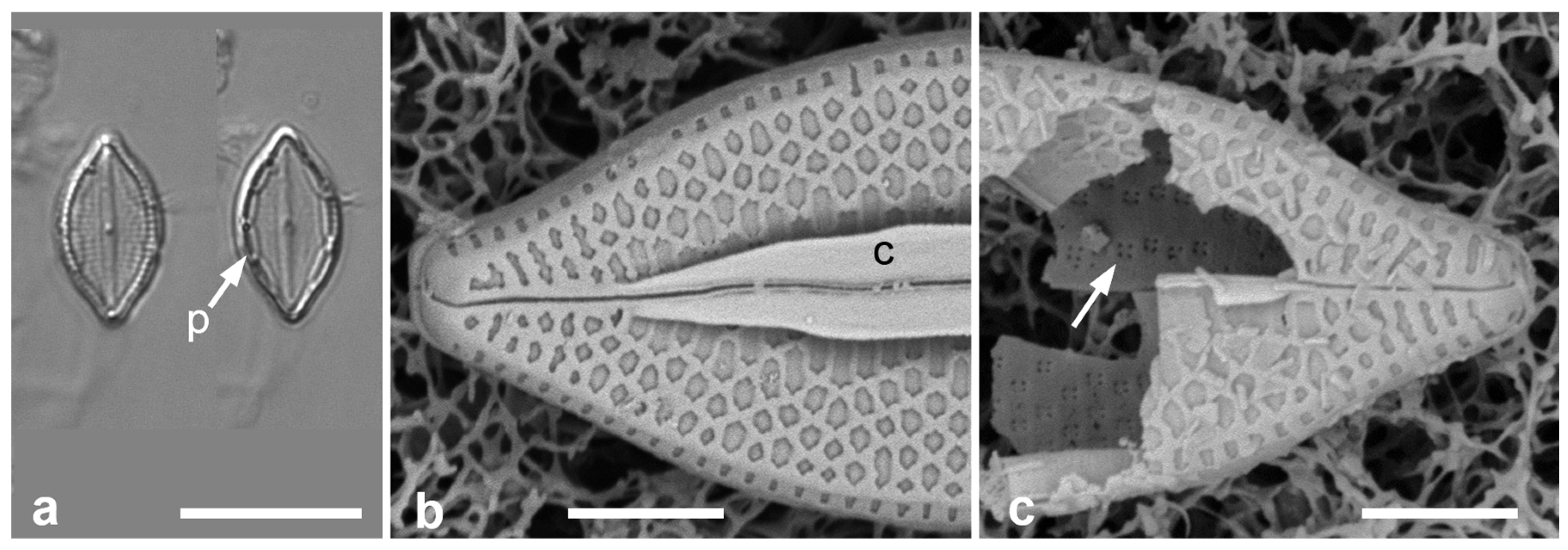 Taxonomy 05 00024 g006
