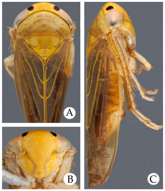 Taxonomy 05 00025 g001