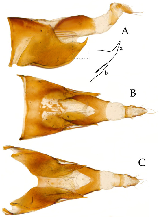 Taxonomy 05 00025 g002