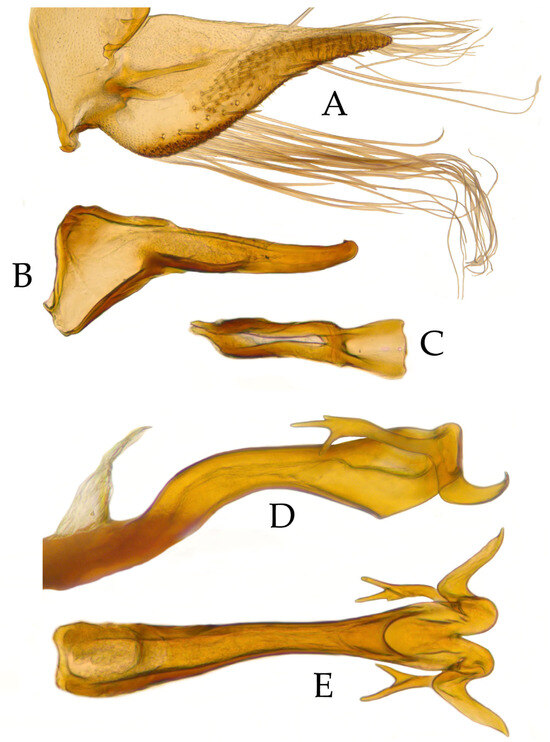 Taxonomy 05 00025 g003