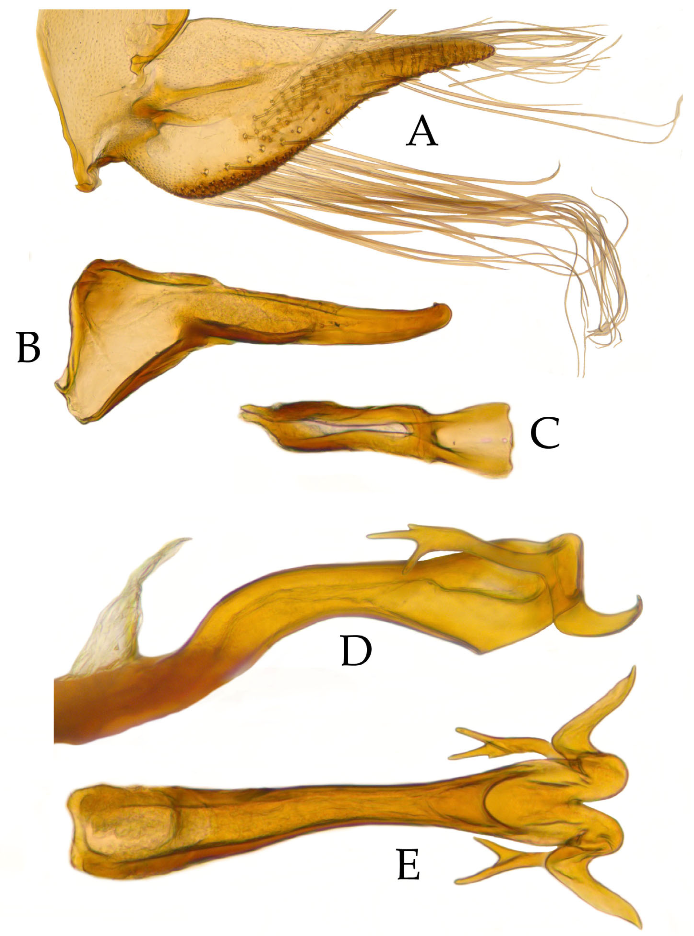 Taxonomy 05 00025 g003