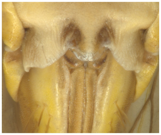 Taxonomy 05 00025 g004