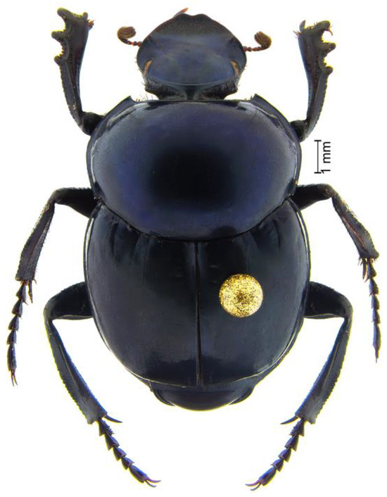 Taxonomy 05 00026 g001