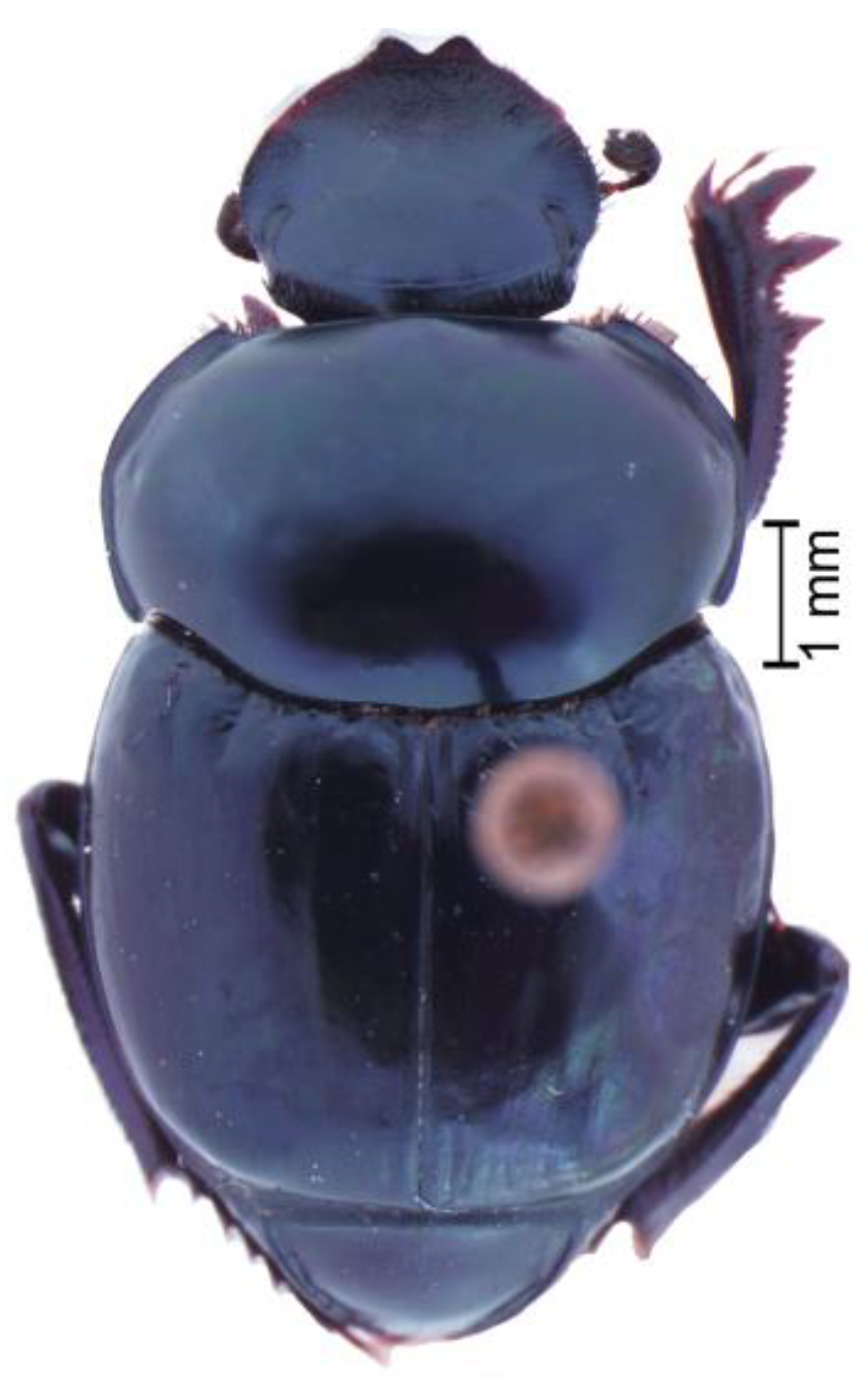 Taxonomy 05 00026 g002