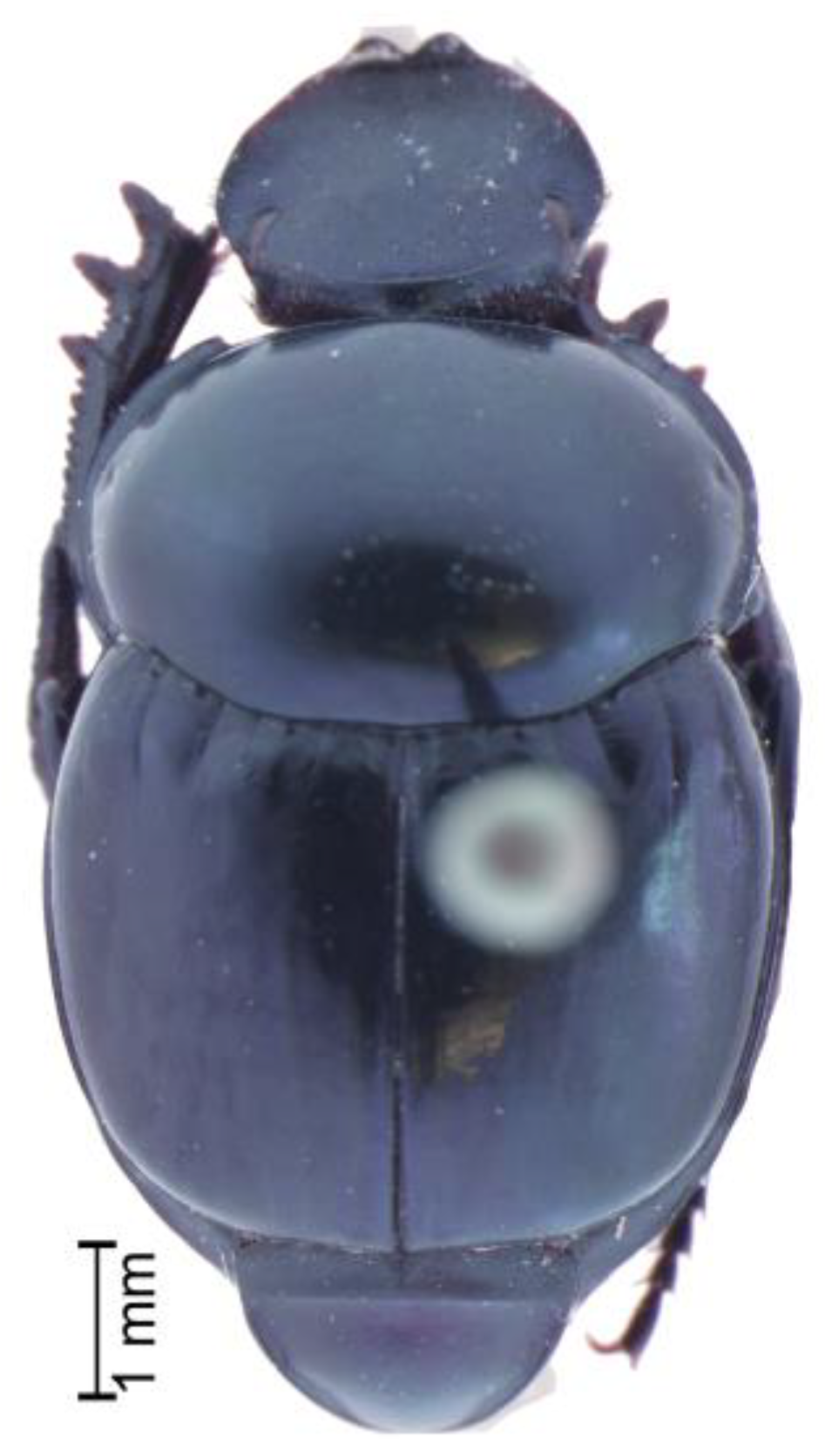 Taxonomy 05 00026 g003