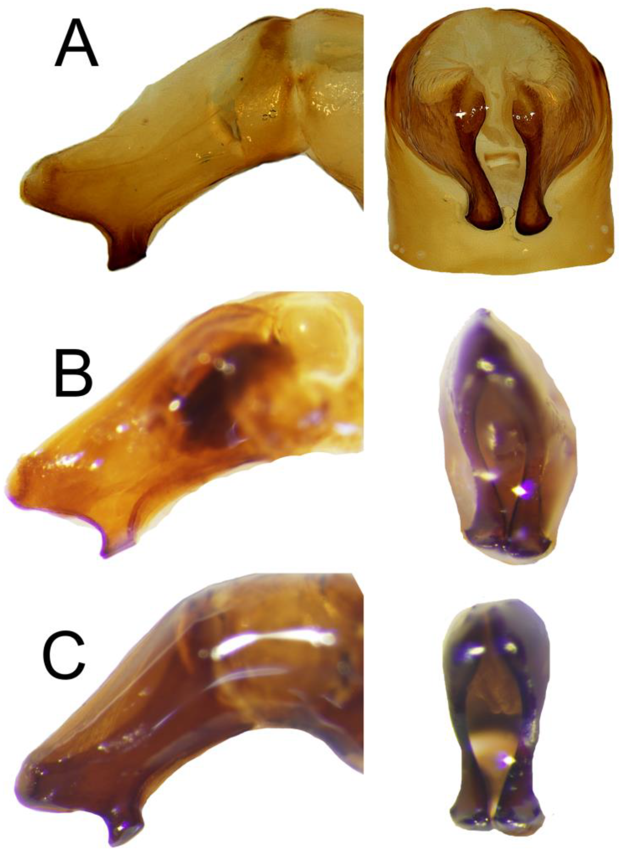 Taxonomy 05 00026 g004
