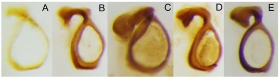 Taxonomy 05 00026 g005