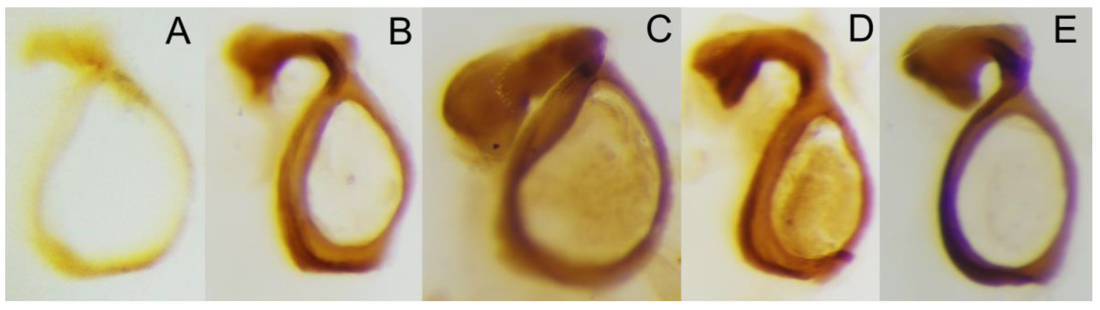 Taxonomy 05 00026 g005