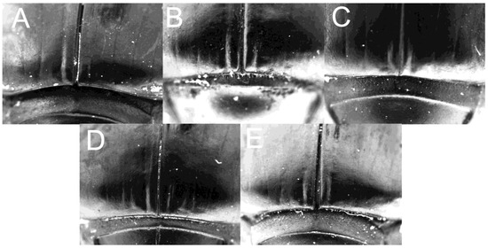 Taxonomy 05 00026 g006