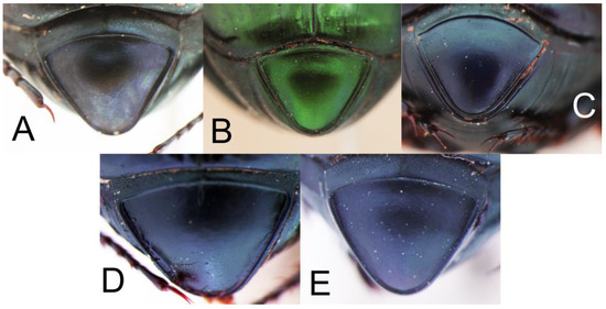 Taxonomy 05 00026 g007