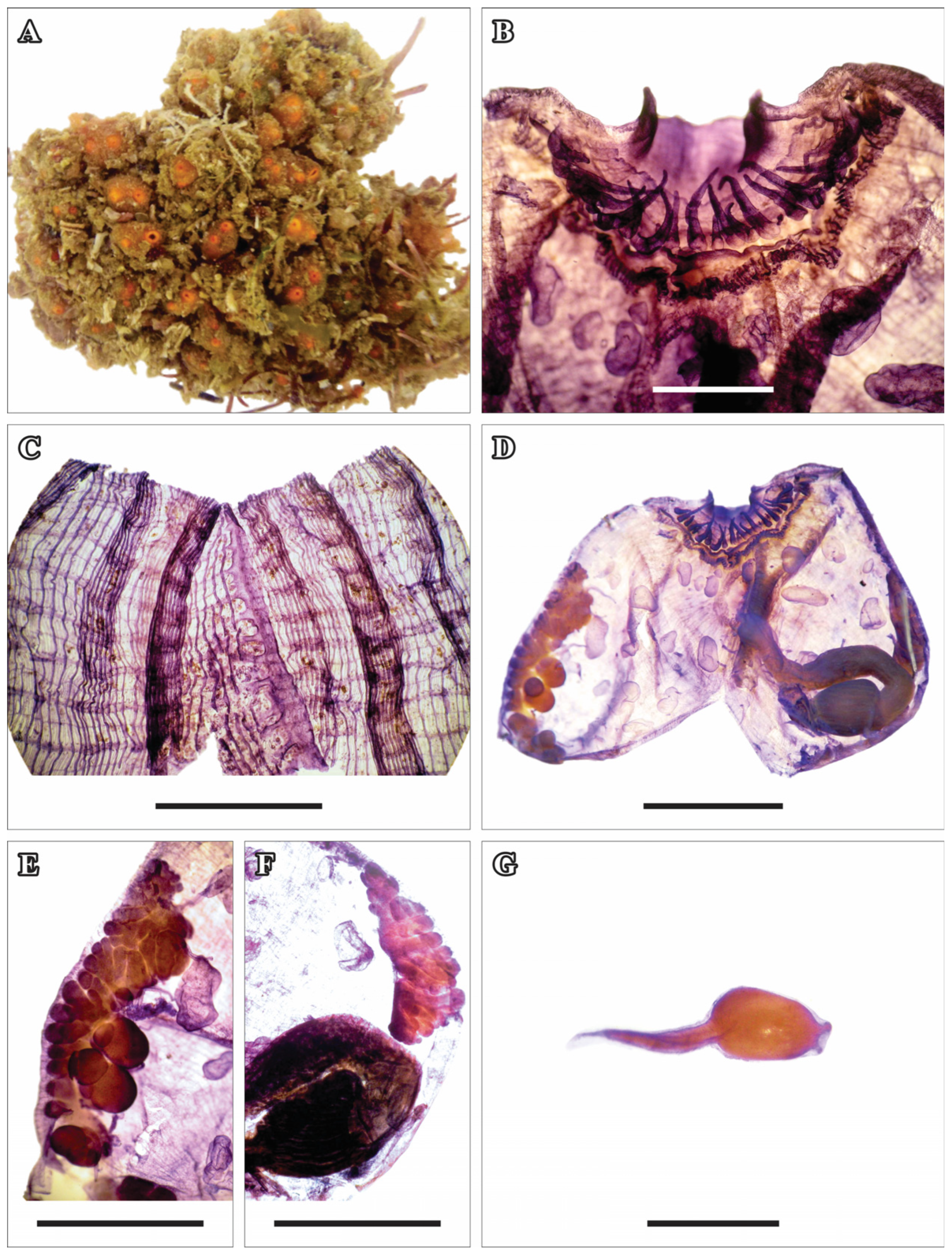 Taxonomy 05 00027 g001
